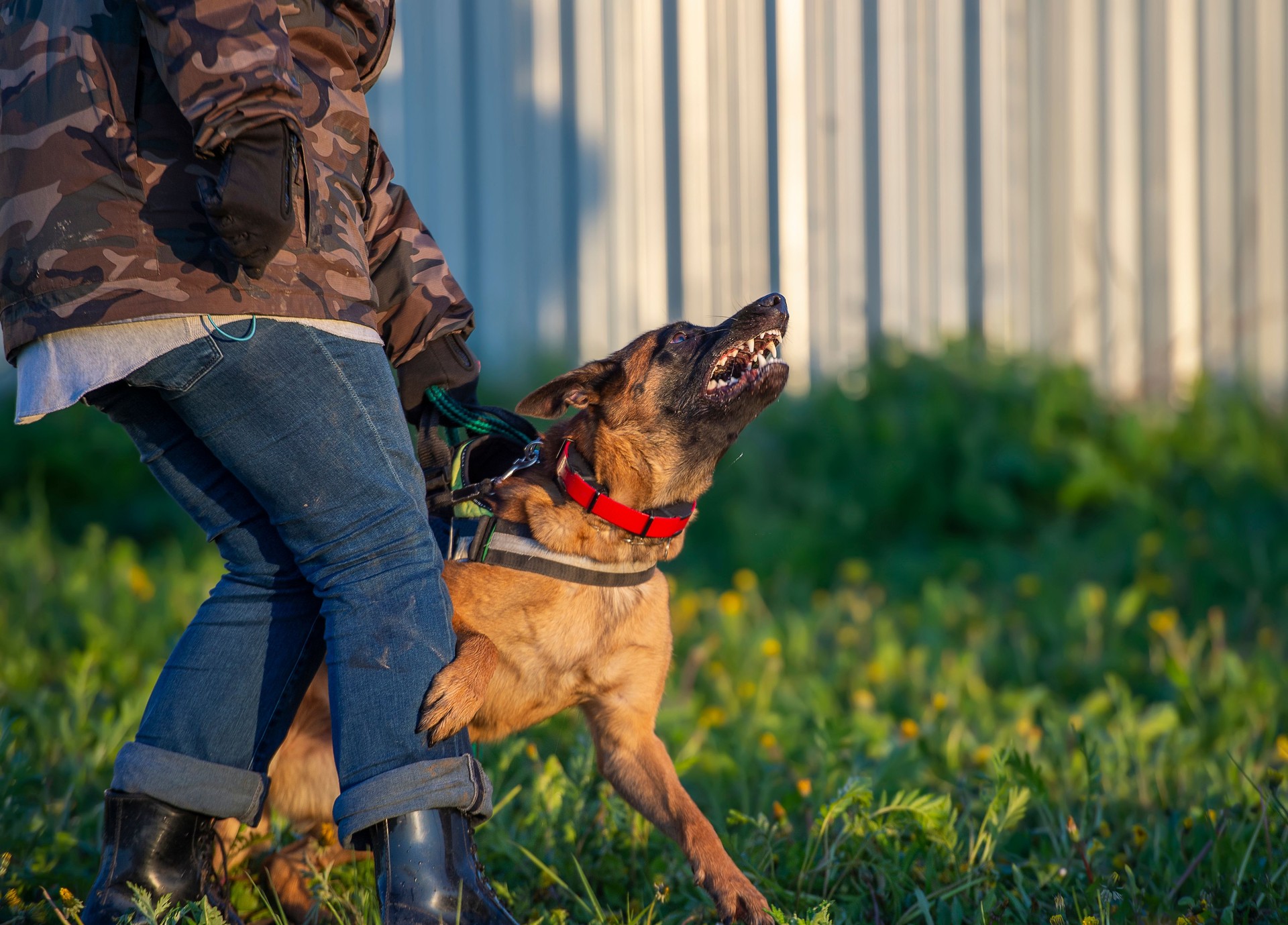 Protection work training with belgian shepherd malinois dog