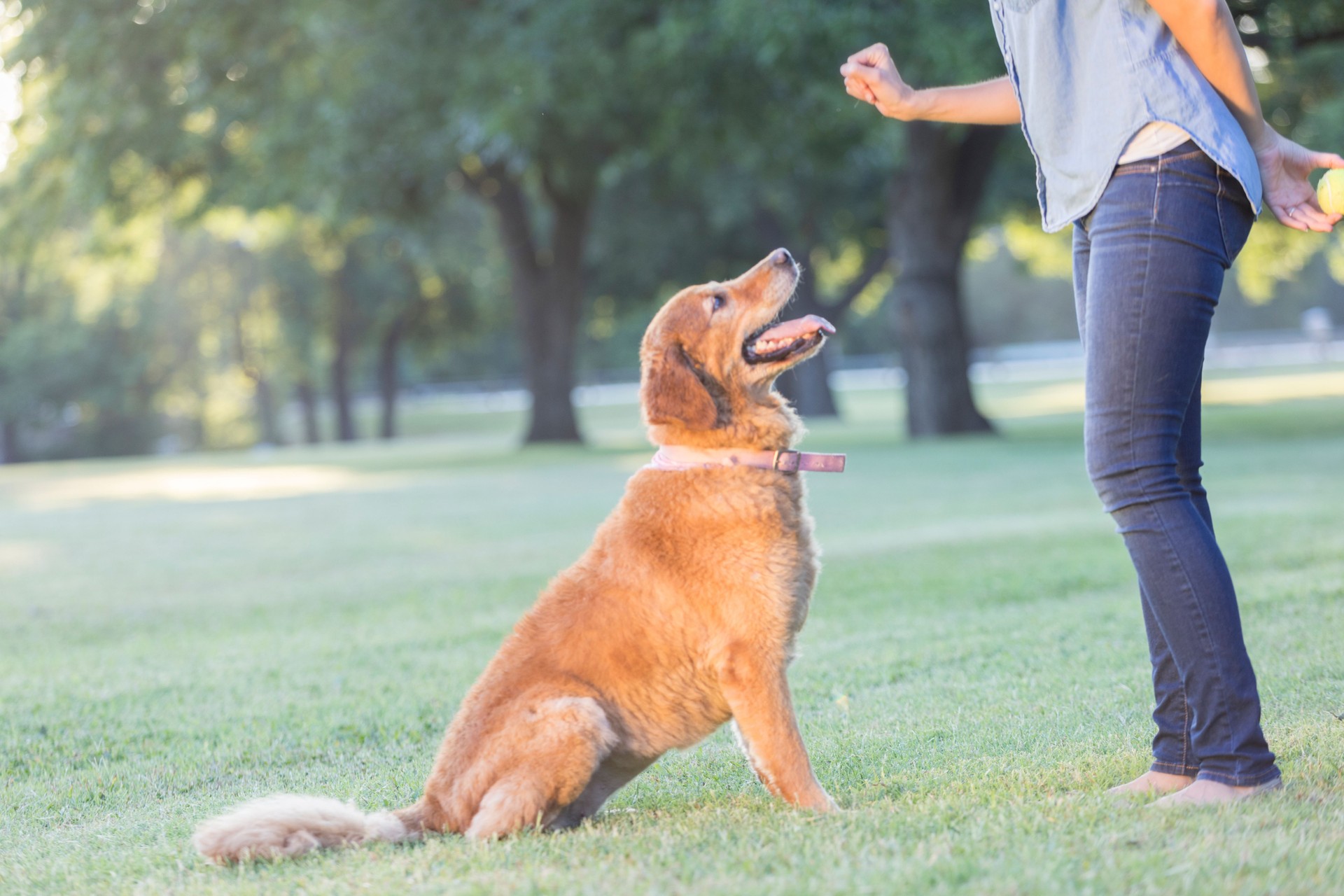 Dog owner gives obedient dog a command during training