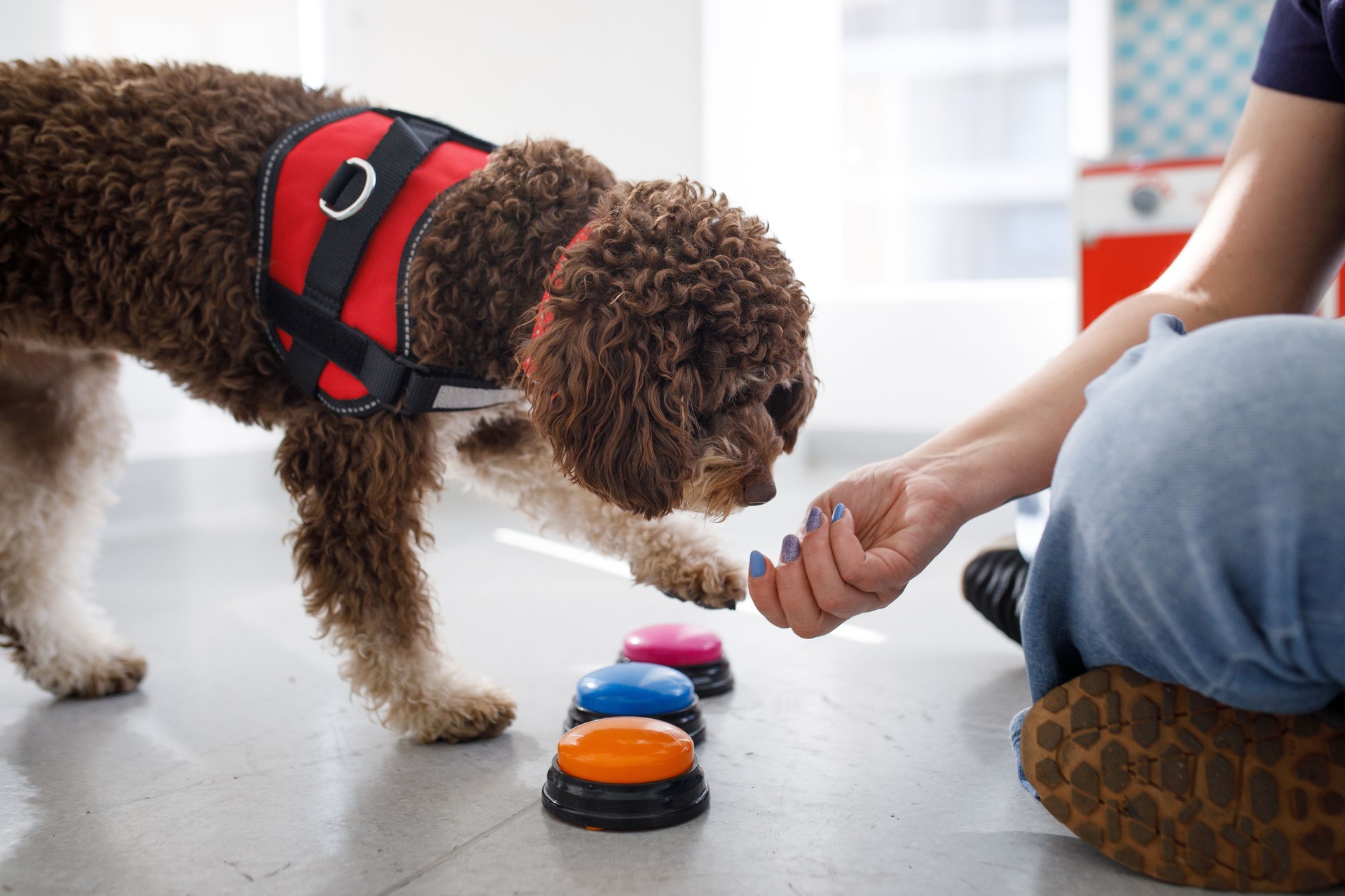 Dog being trained with button clickers