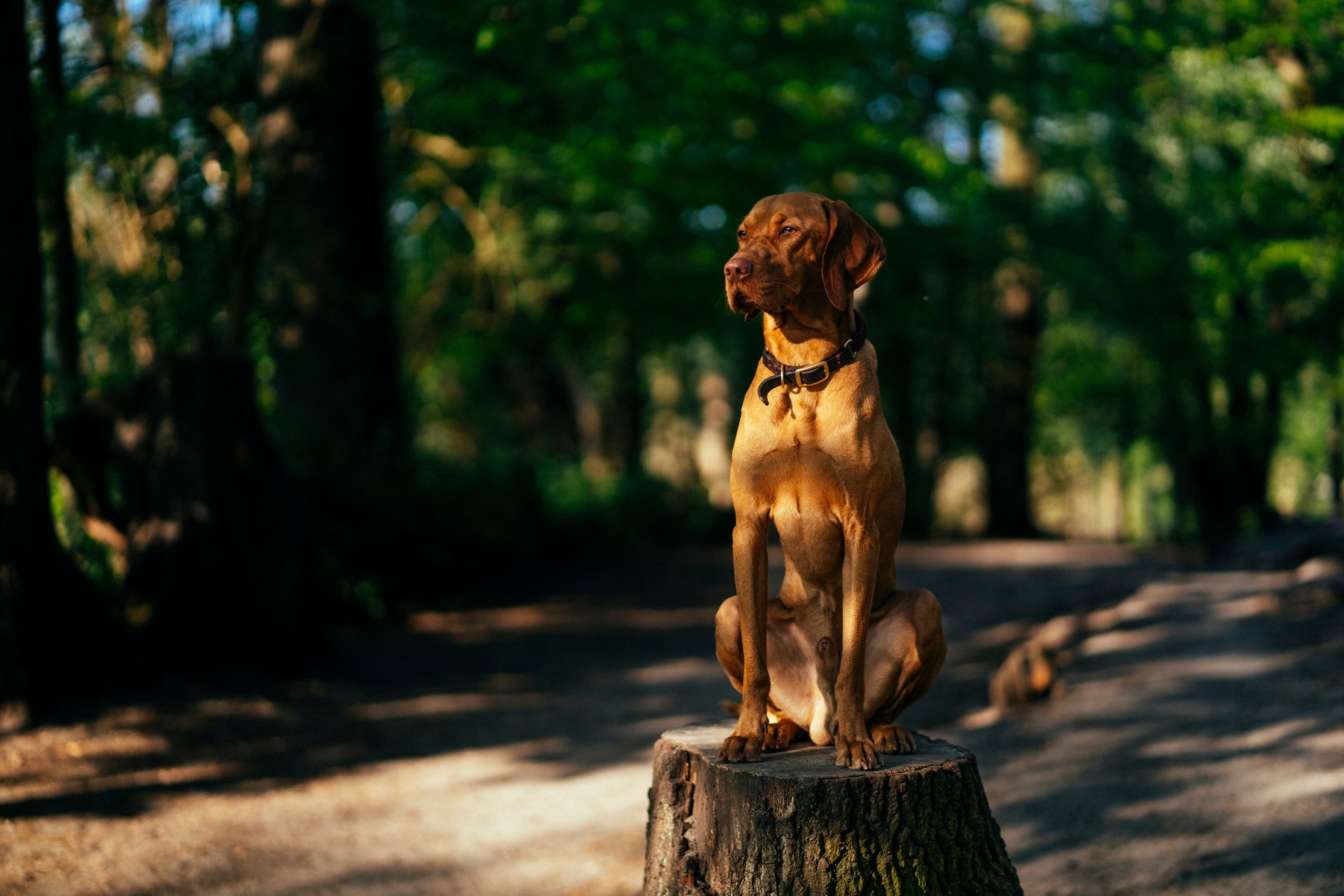 Vizsla sitting on a tree stump in the forest