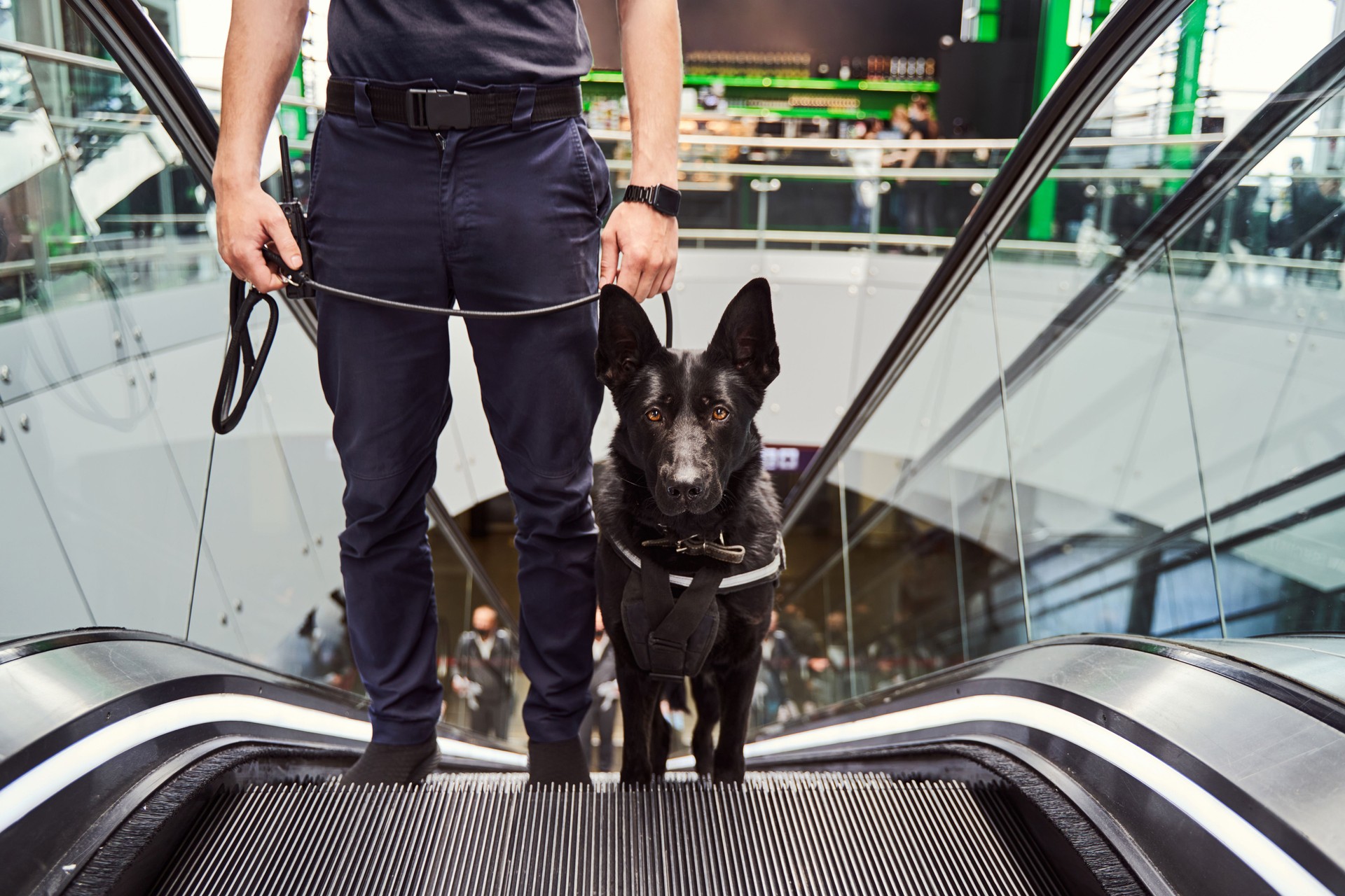 Security officer with police dog using escalator at airport